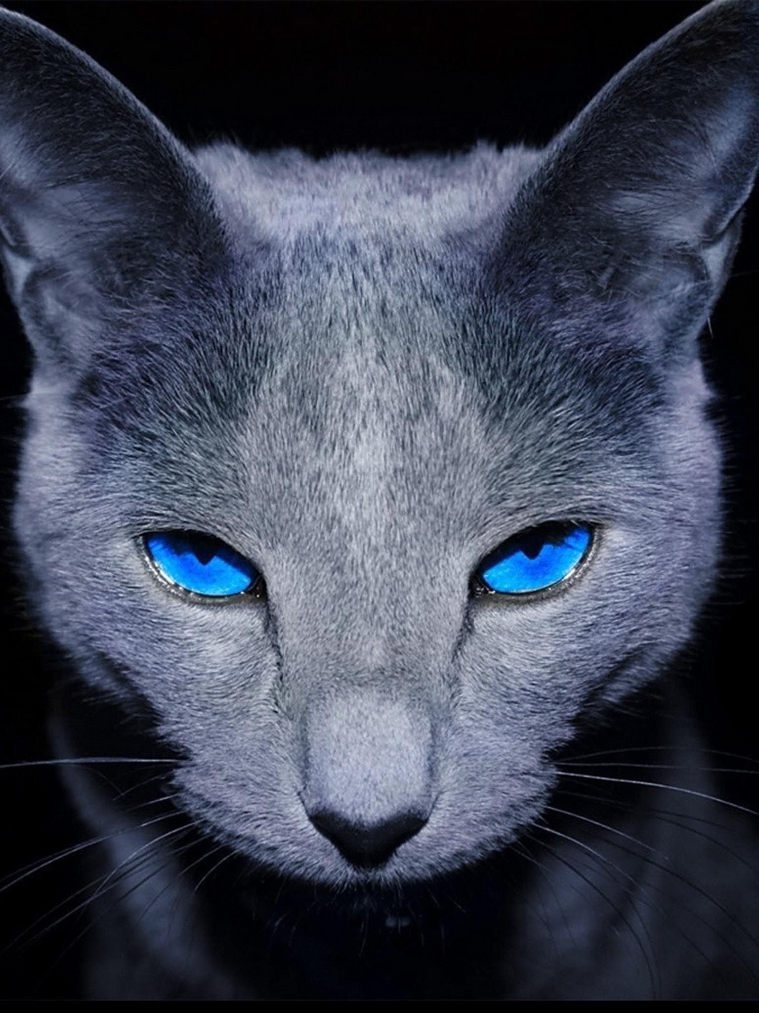Синяя кошечка. Кот Охос азулес. Охос азулес гетерохромия. Кошка с голубыми глазами. Кошки с глупыми глазами.