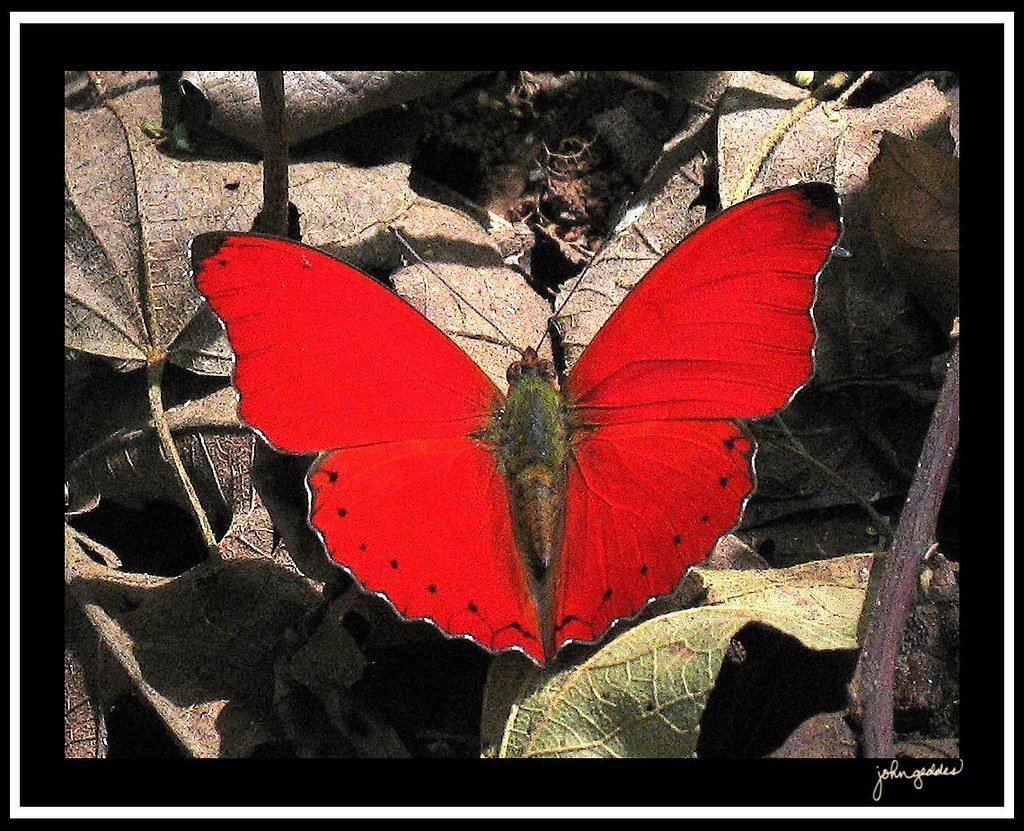 Черные насекомые