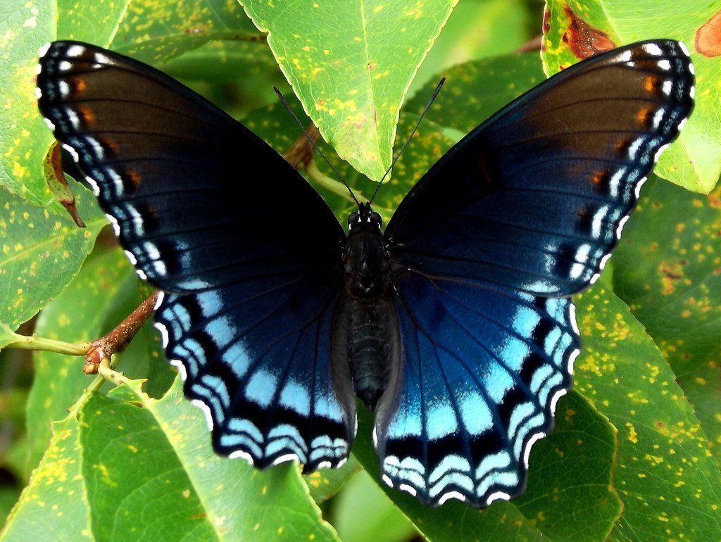 Papilio Polyxenes