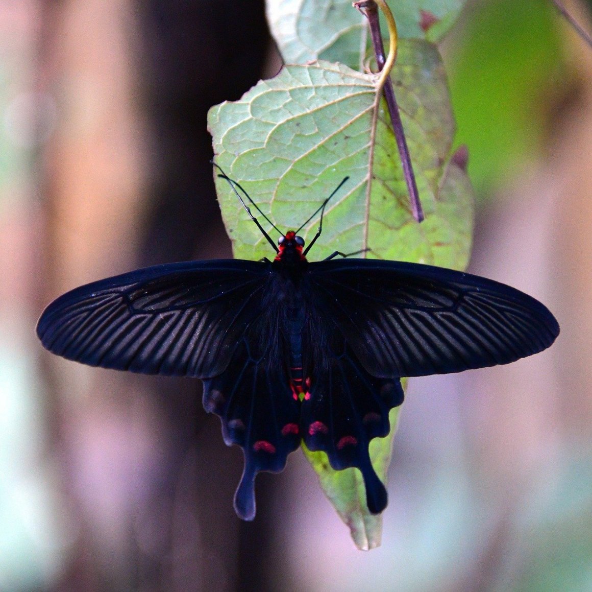 Бабочка Могильница