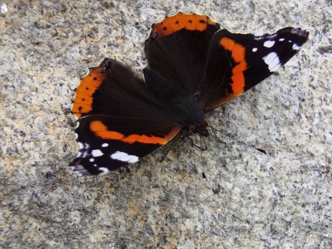 Бабочка МОРГЕНШТЕРНА синяя