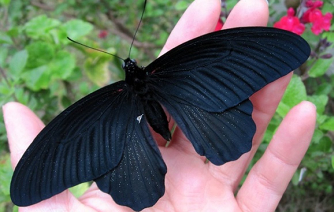 Черный Кардинал бабочка