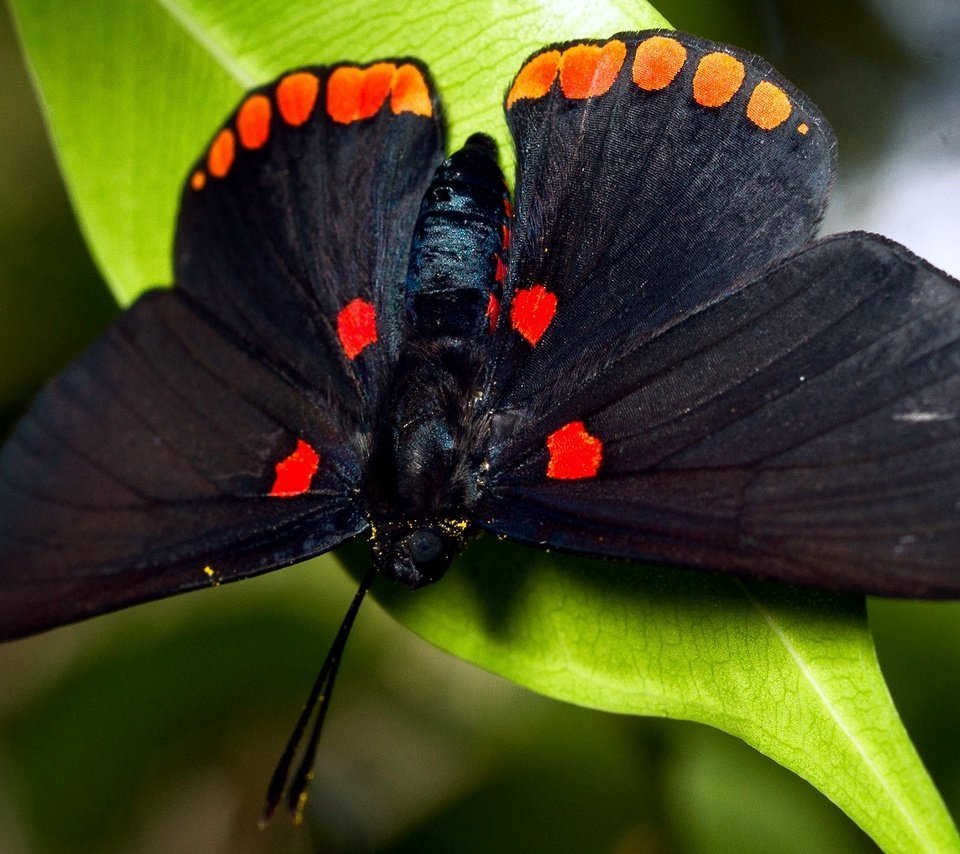 Бабочка с черными пятнами