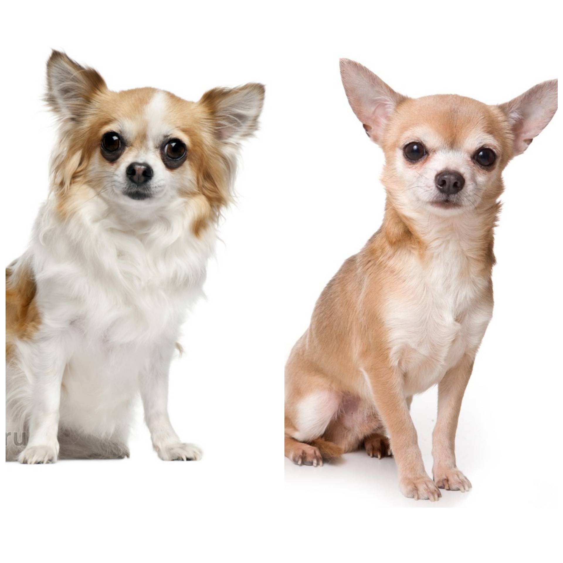 Чихуахуа собака стандарт породы. Порода собаки чихуахуа Хуа. Чихуахуа породы Браун. Порода собак чихуа чихуа. Породу чихуахуа и собаку породу и собаку.