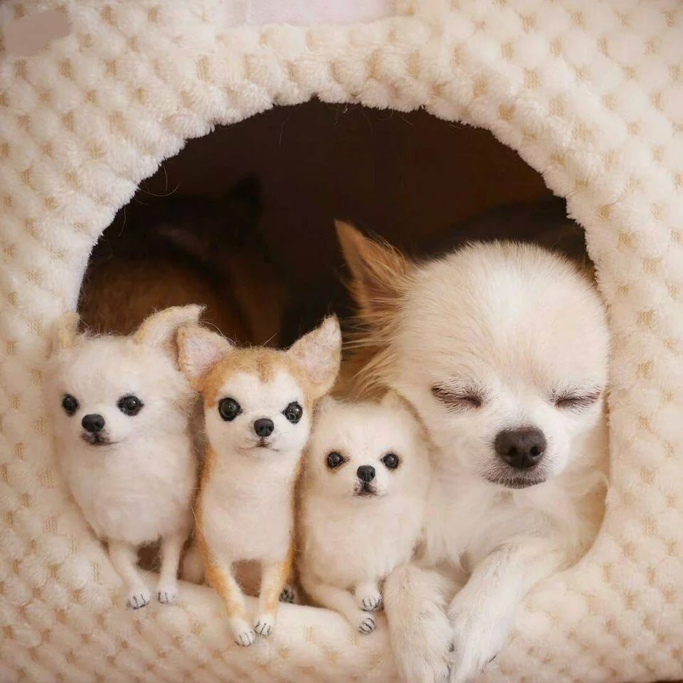 Щенки чихуахуа