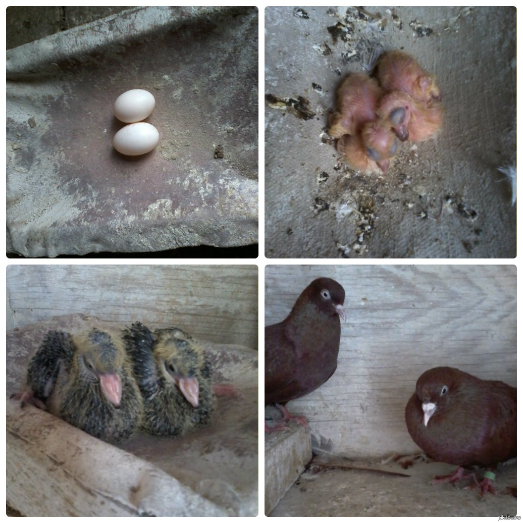 Маленький голубь птенец