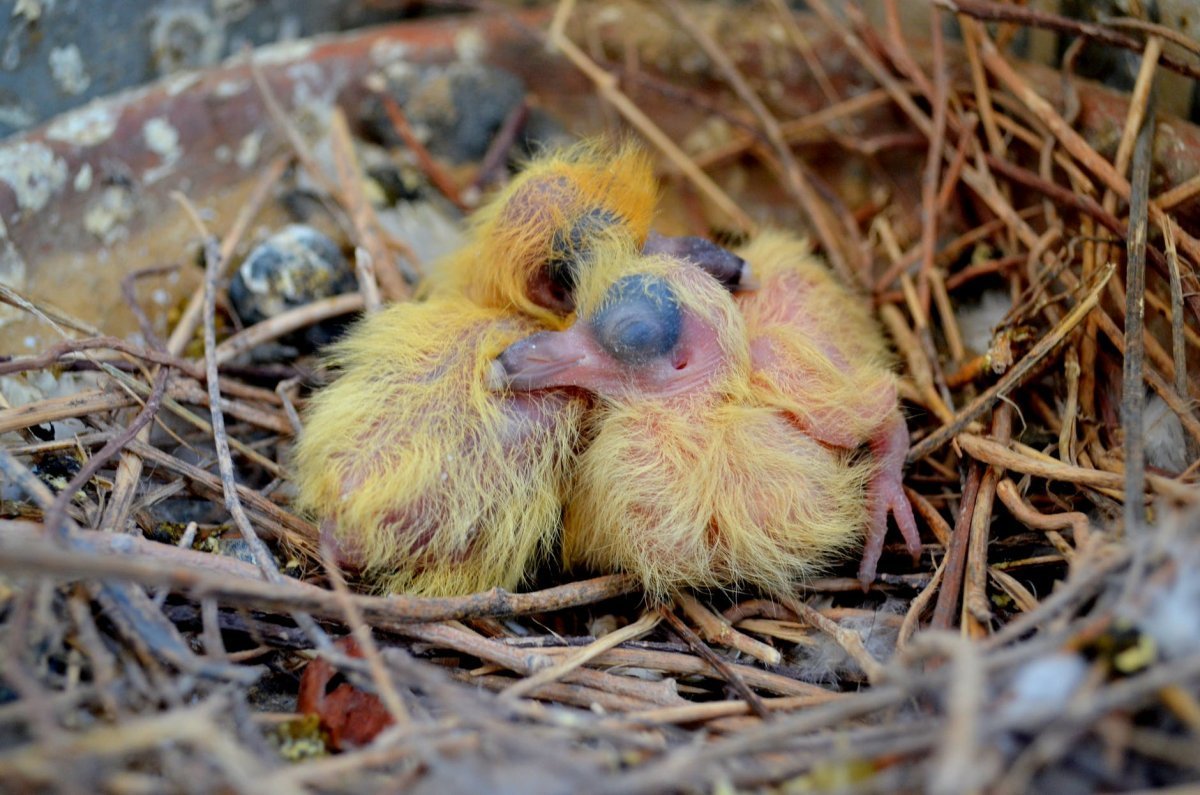 Новорожденный птенец горлицы