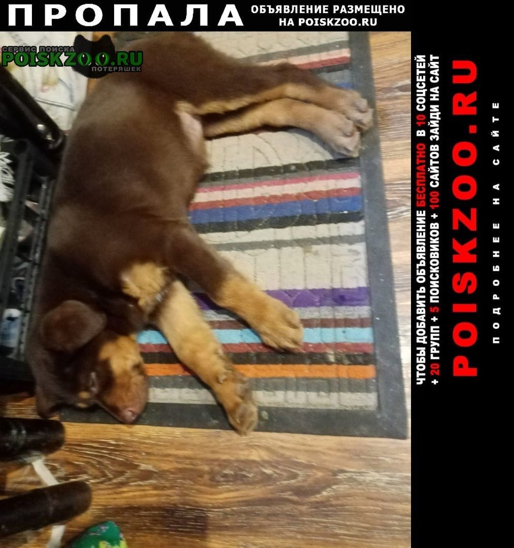 Гибрид алабая и волка