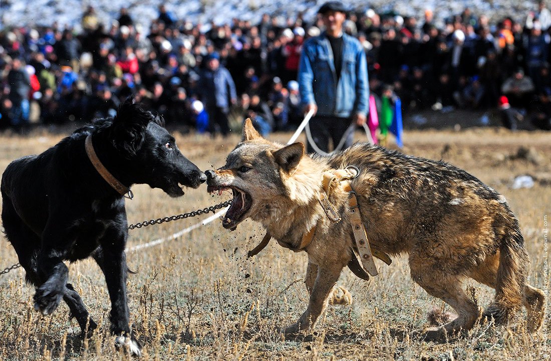 Тайган собака