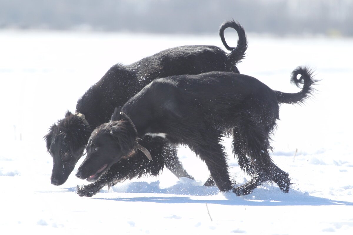 Олег Тайган парк Львов Зубков человек Лев