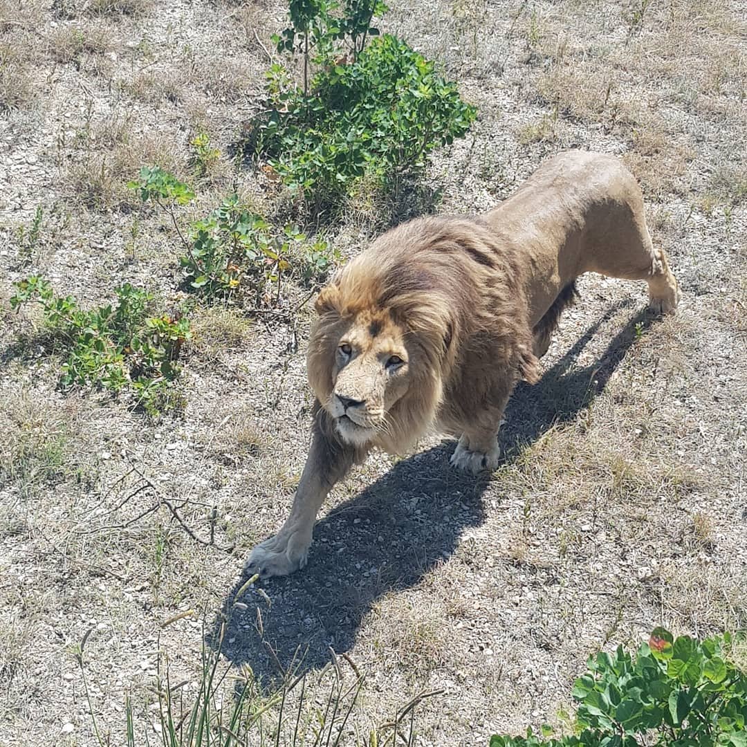 Тайган Киргизская борзая