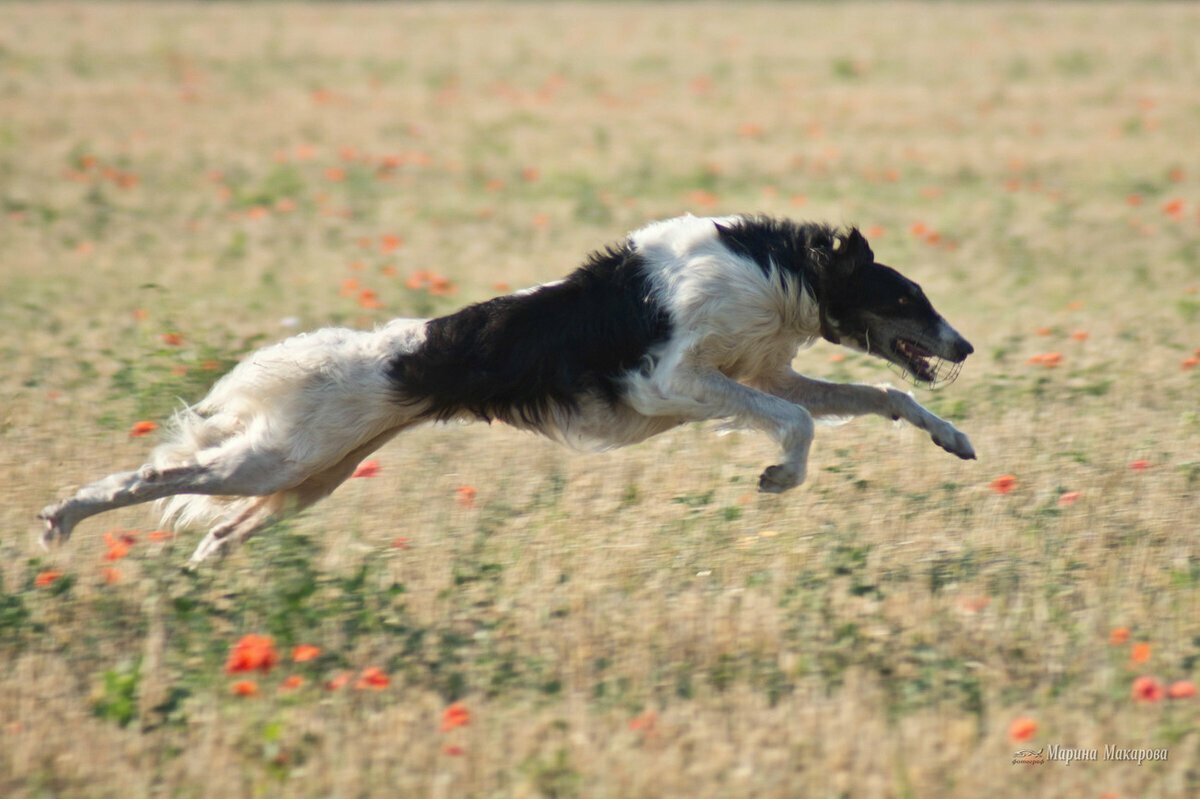 Итлар жанги уз