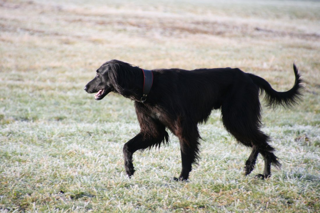 Тайган Киргизская борзая