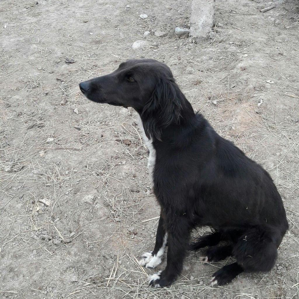 Волкодав собака против волка