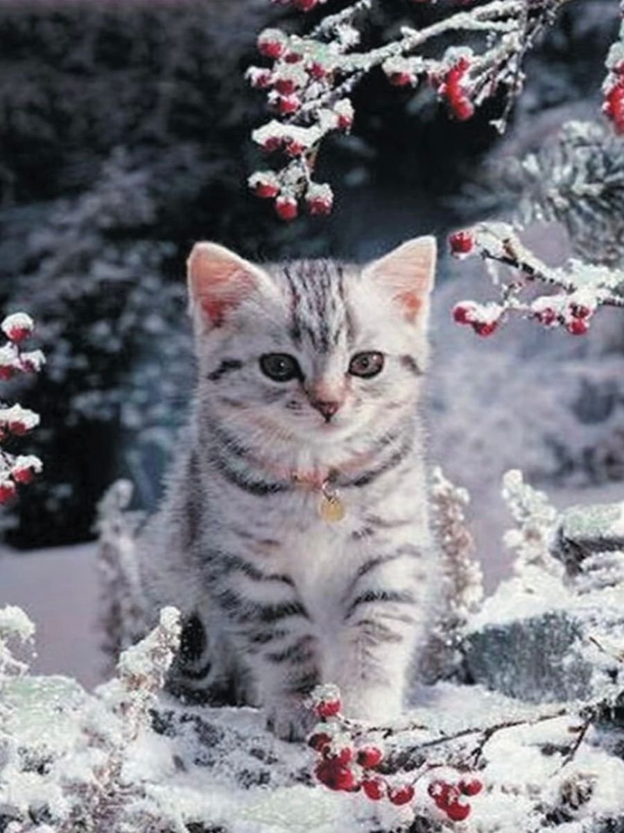 Аляскинский снежный кот