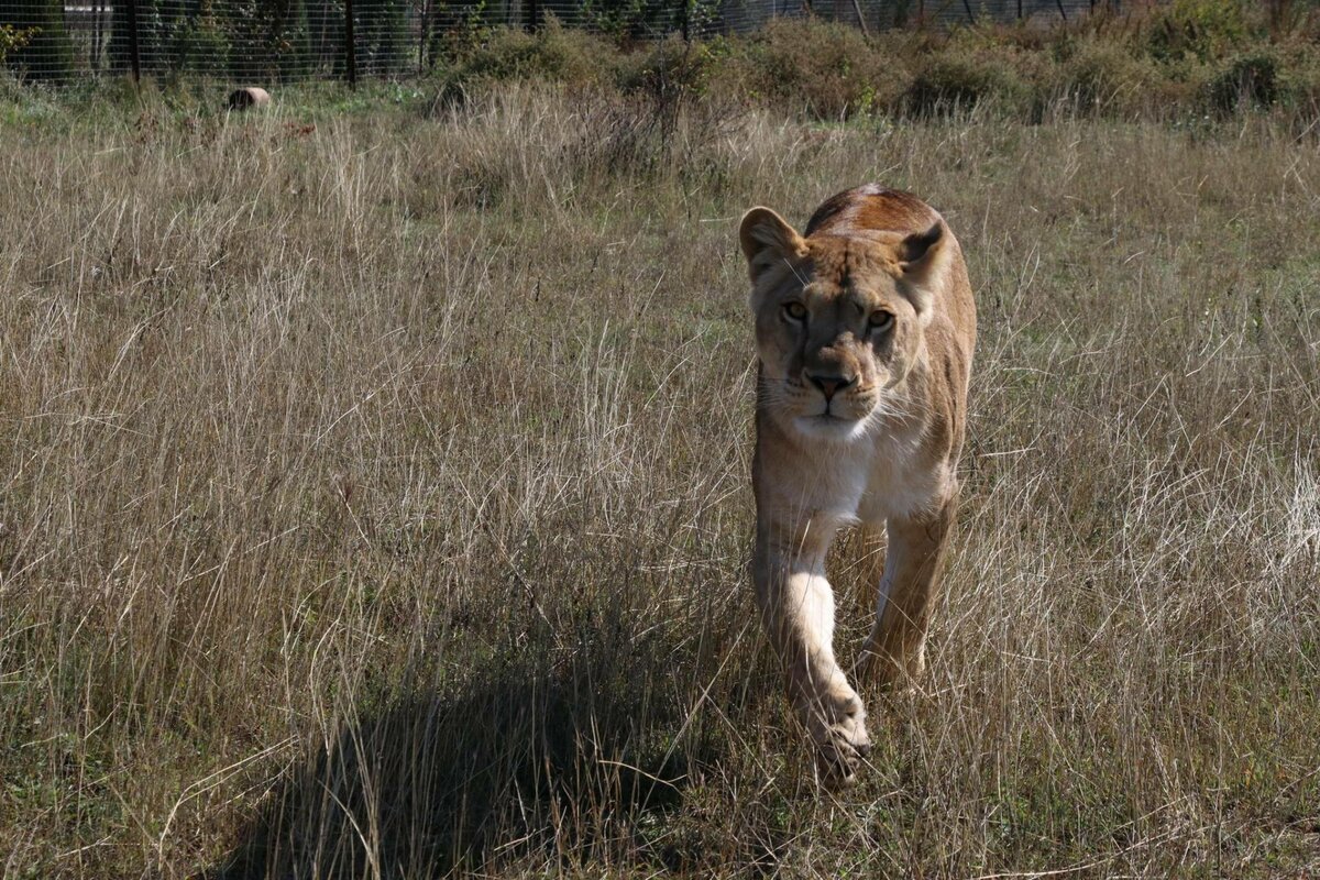 Лев Олежка Тайган фото