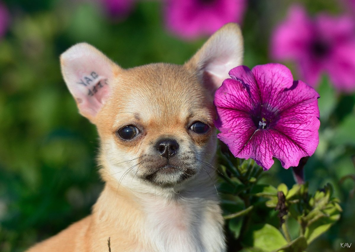 Карликовый чихуахуа