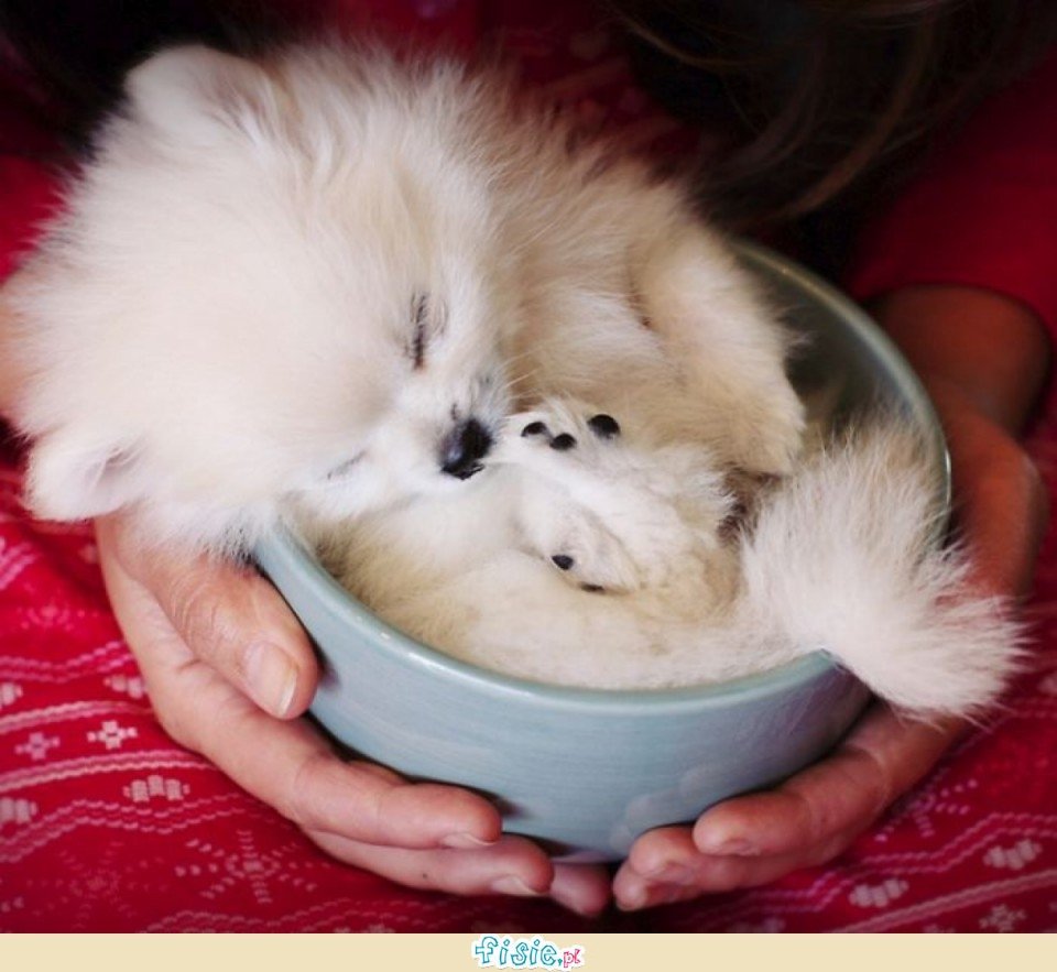 Чихуахуа + мальтипу