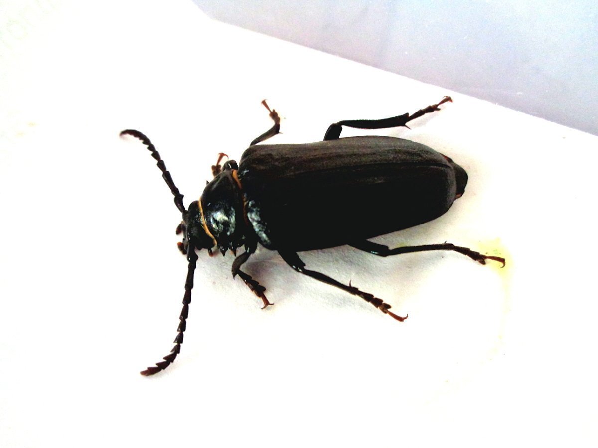 Черный жук с усами - 61 фото