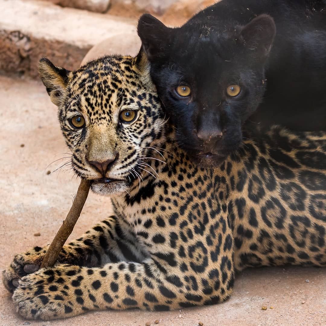 Ягуар подросток