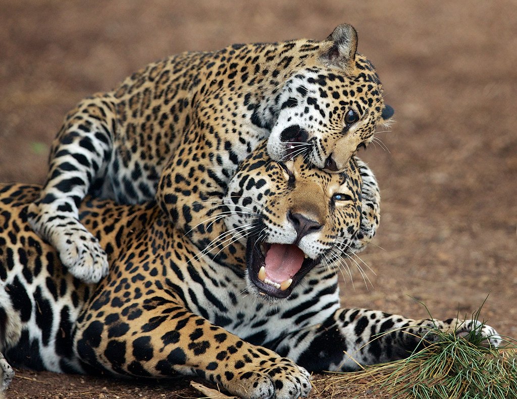 Леопард с леопардиком