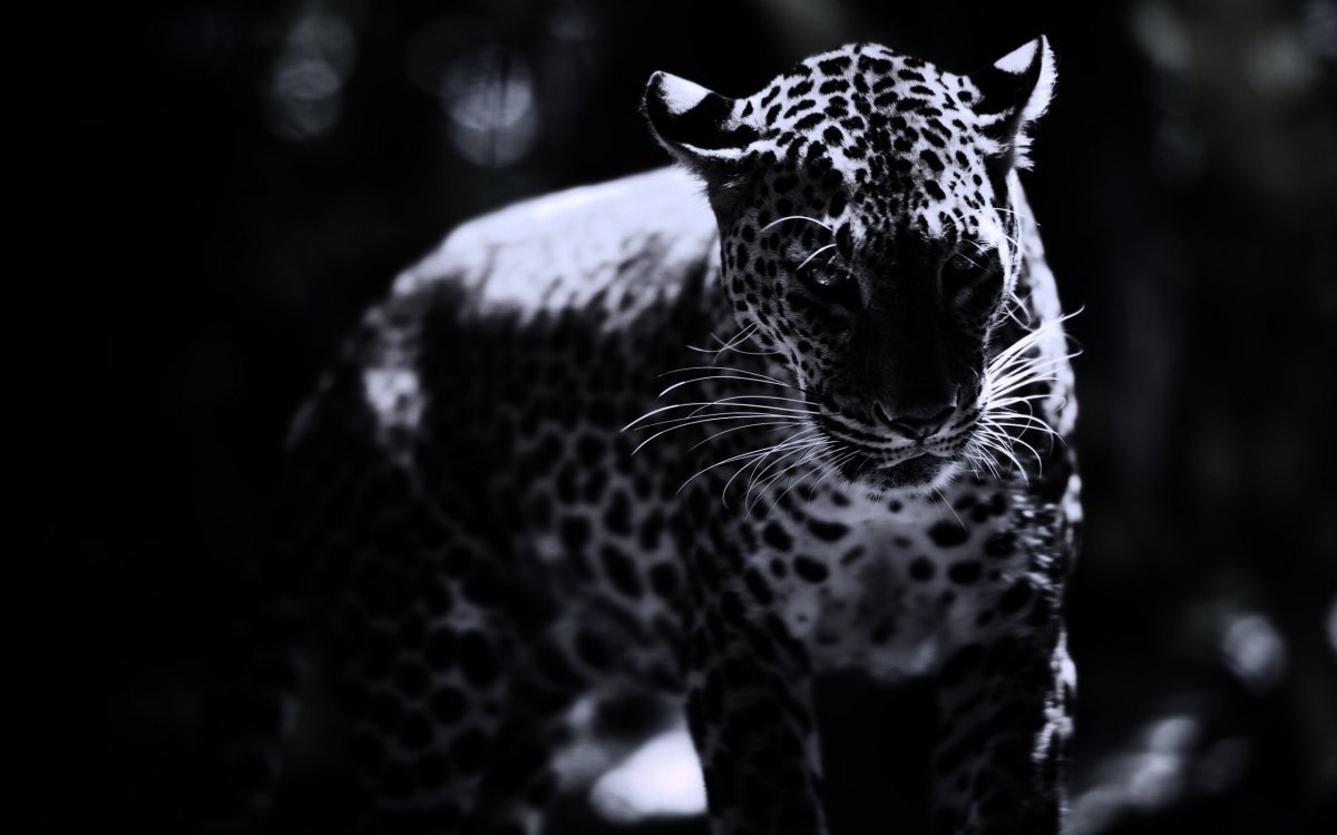 Черный гепард