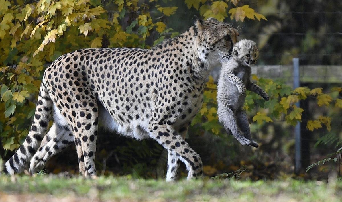 Гепард альбинос