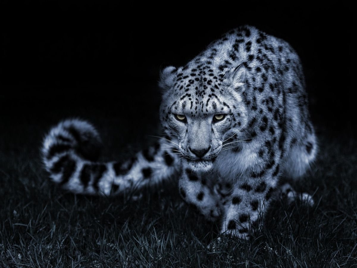 Барс Ирбис снежный Барс