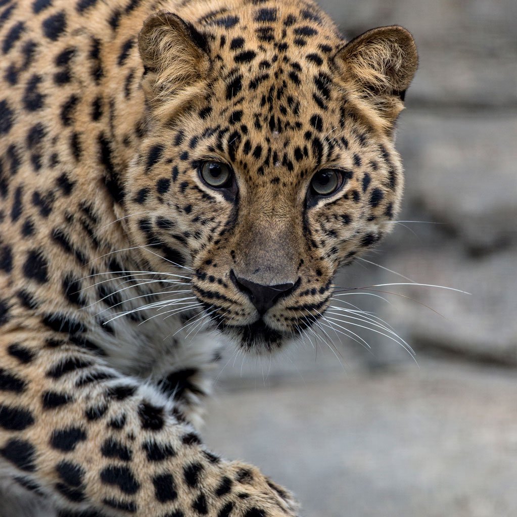 Дальневосточный леопард окрас