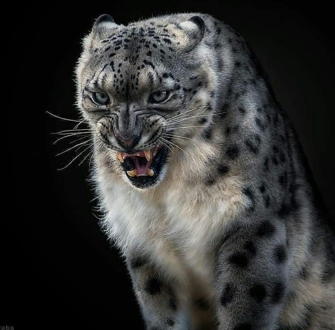 Снежный Барс Ирбис