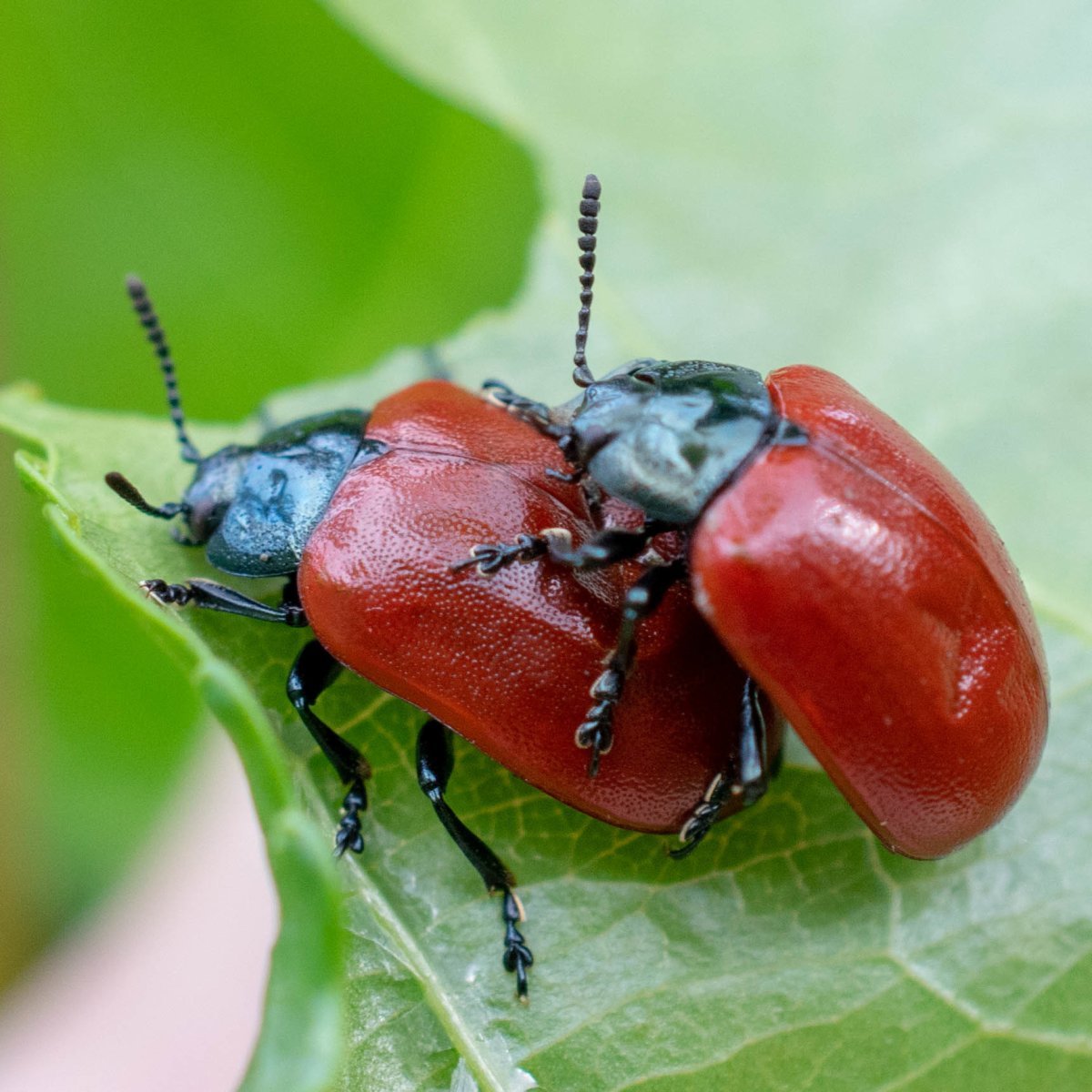 Огнецветка алая Жук