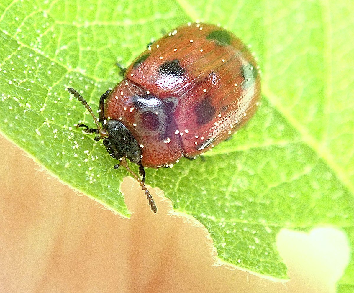 Красный Жук Листоед