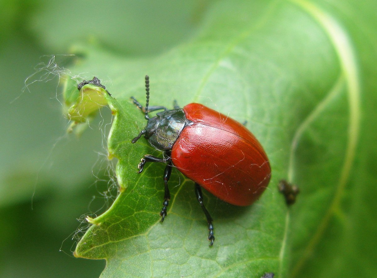 Жук березовый Листоед
