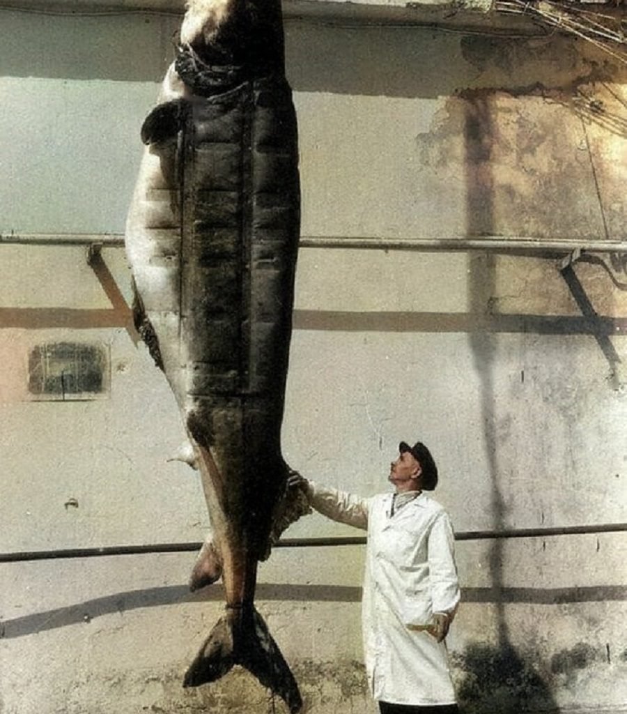 Рыба реки Волга Белуга