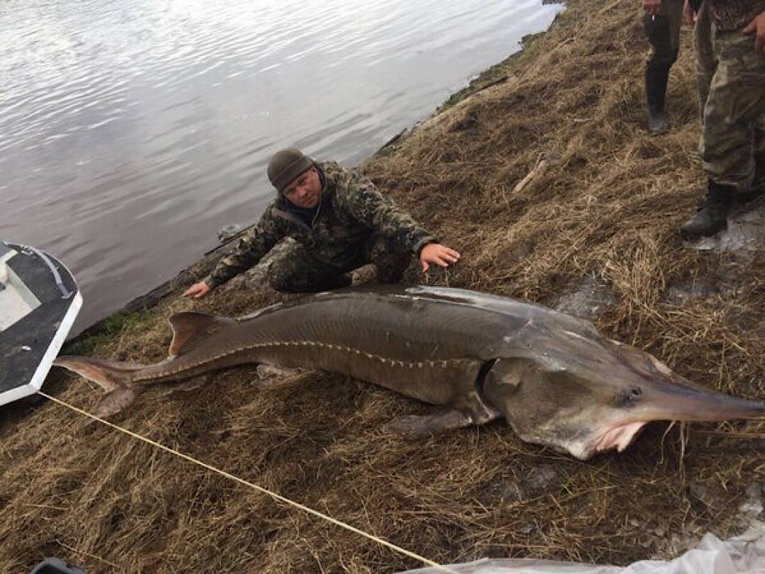 Калуга Амурская Белуга