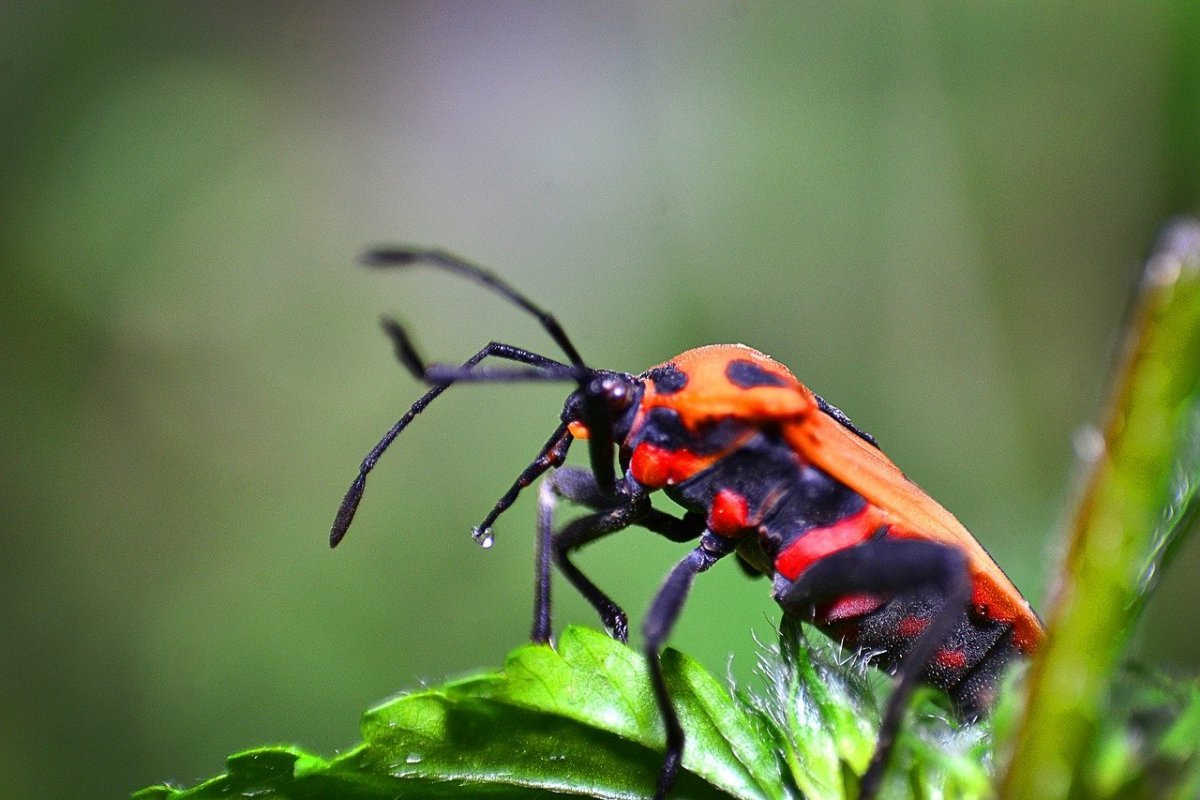 Смородиновый Жук