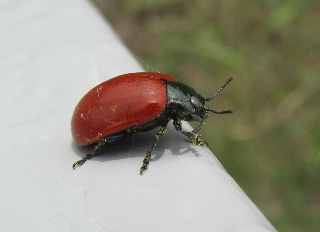 Красный Жук Листоед
