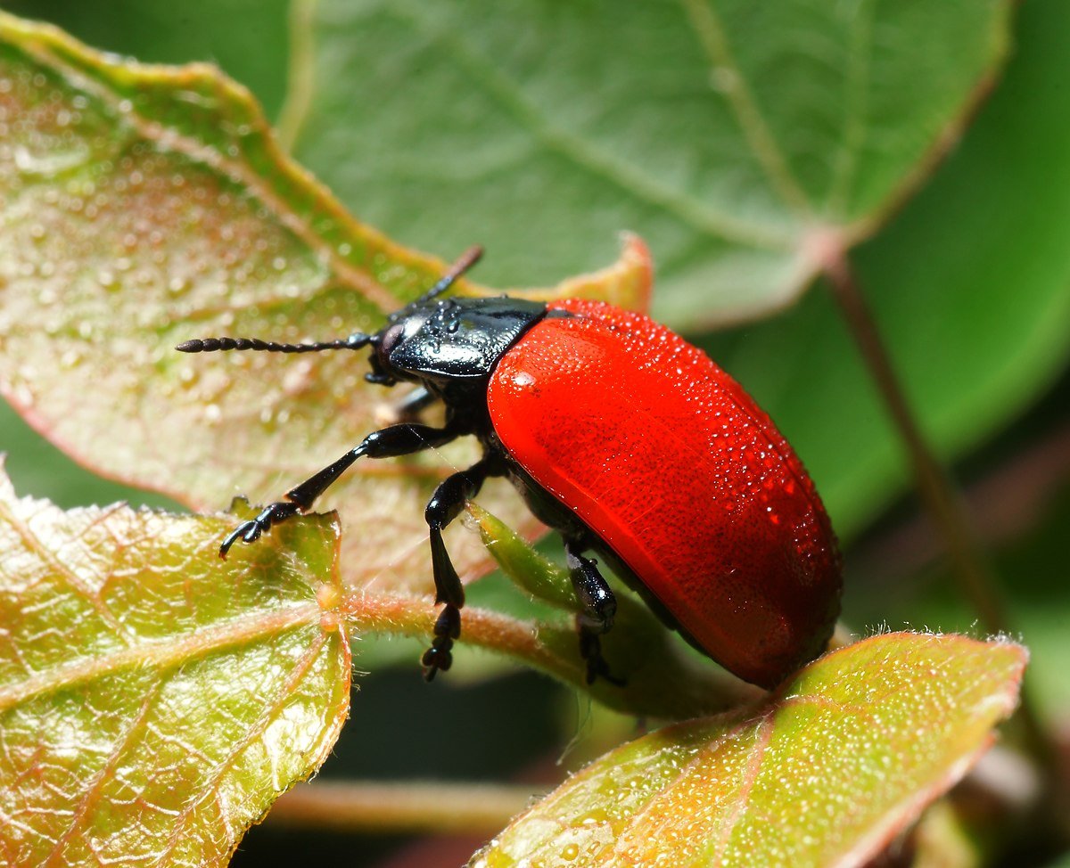Жук Листоед Тополевый
