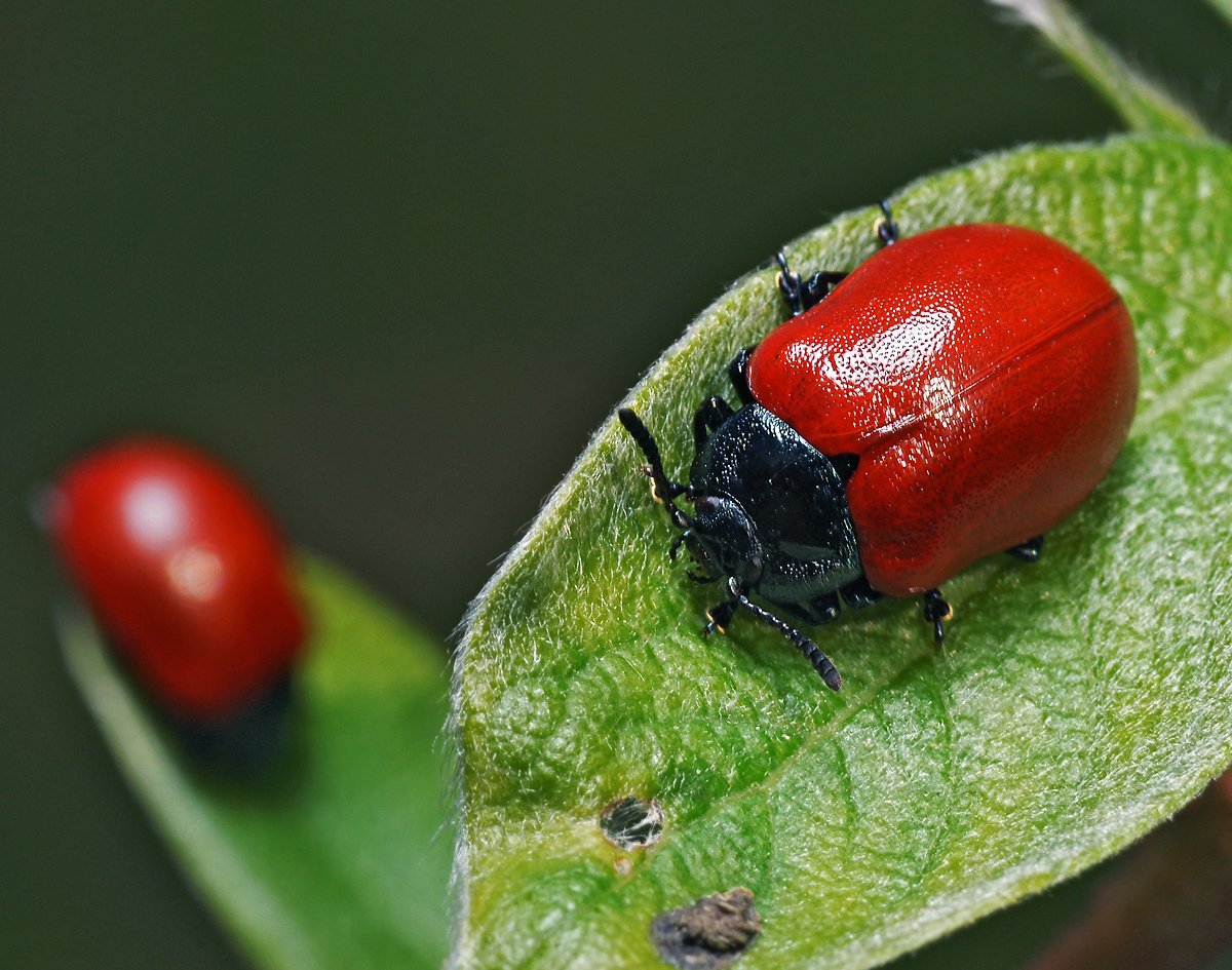 Жук Божья коровка