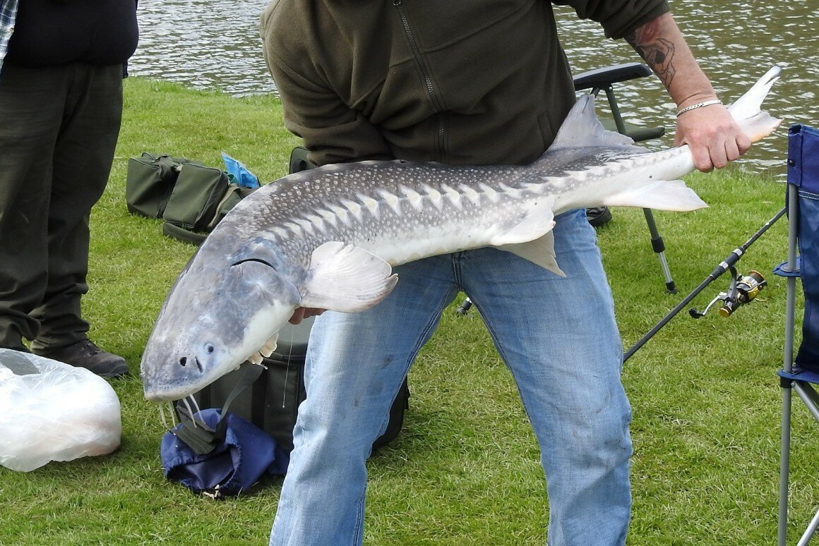 Упоротая рыба