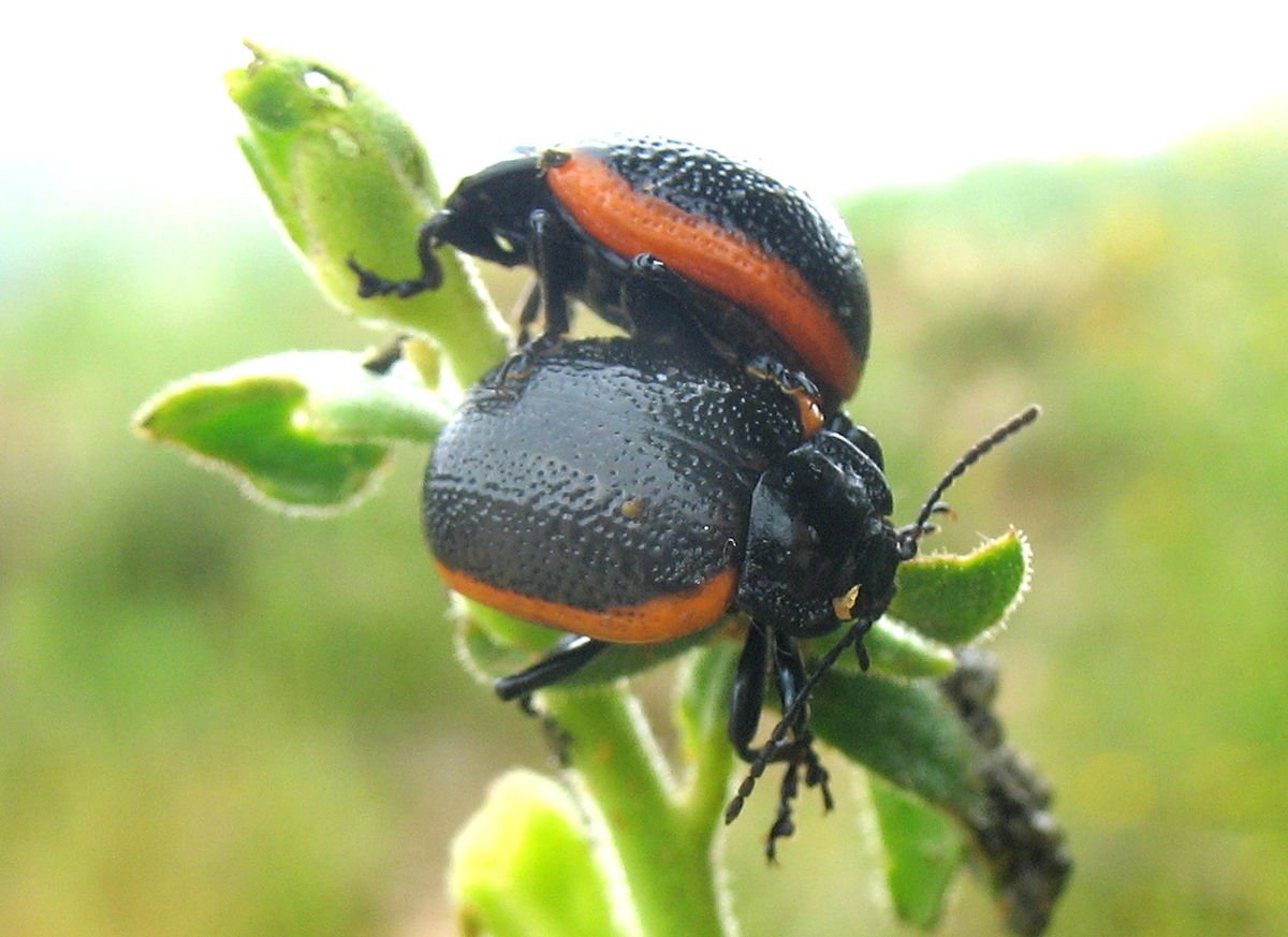 Жук Листоед макрофотография