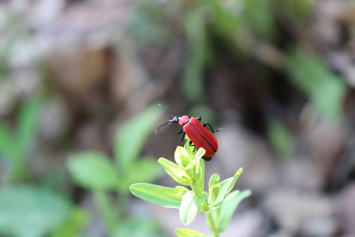 Жук Ольховый Листоед
