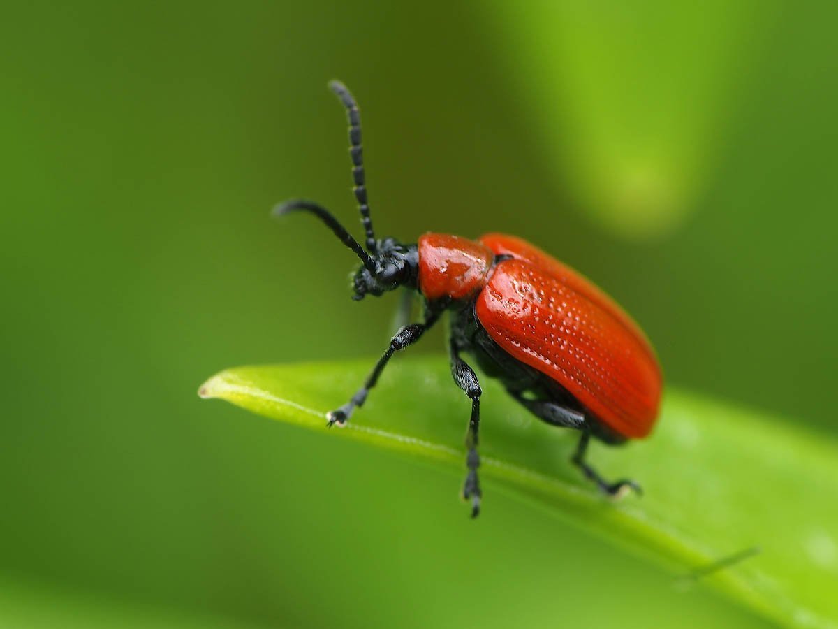 Красный Жук Листоед