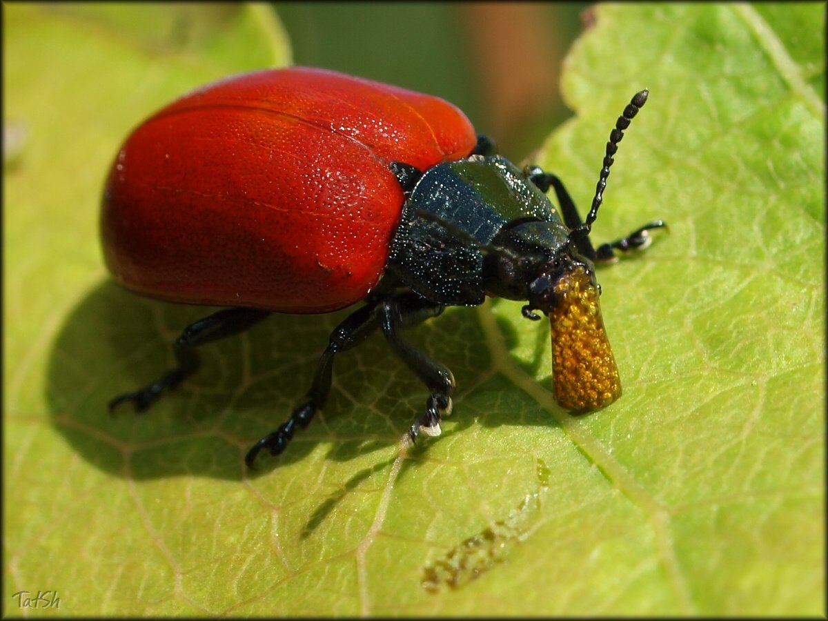 Красный Жук ползёт красный