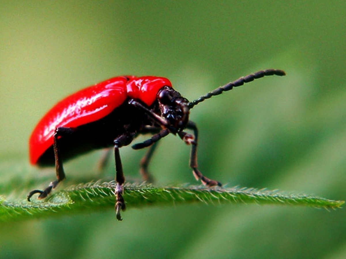 Красный лилиевый Жук