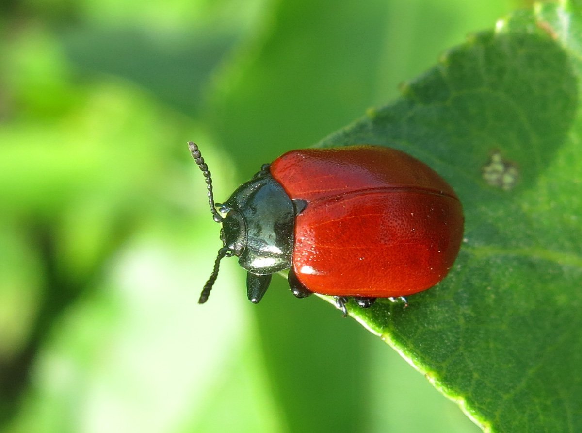 Crioceris duodecimpunctata