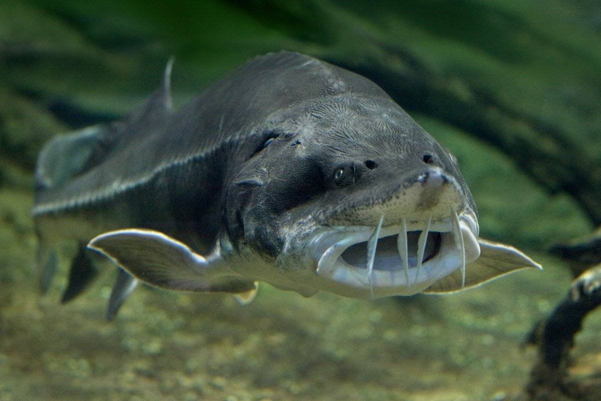 Белуга в Азовском море