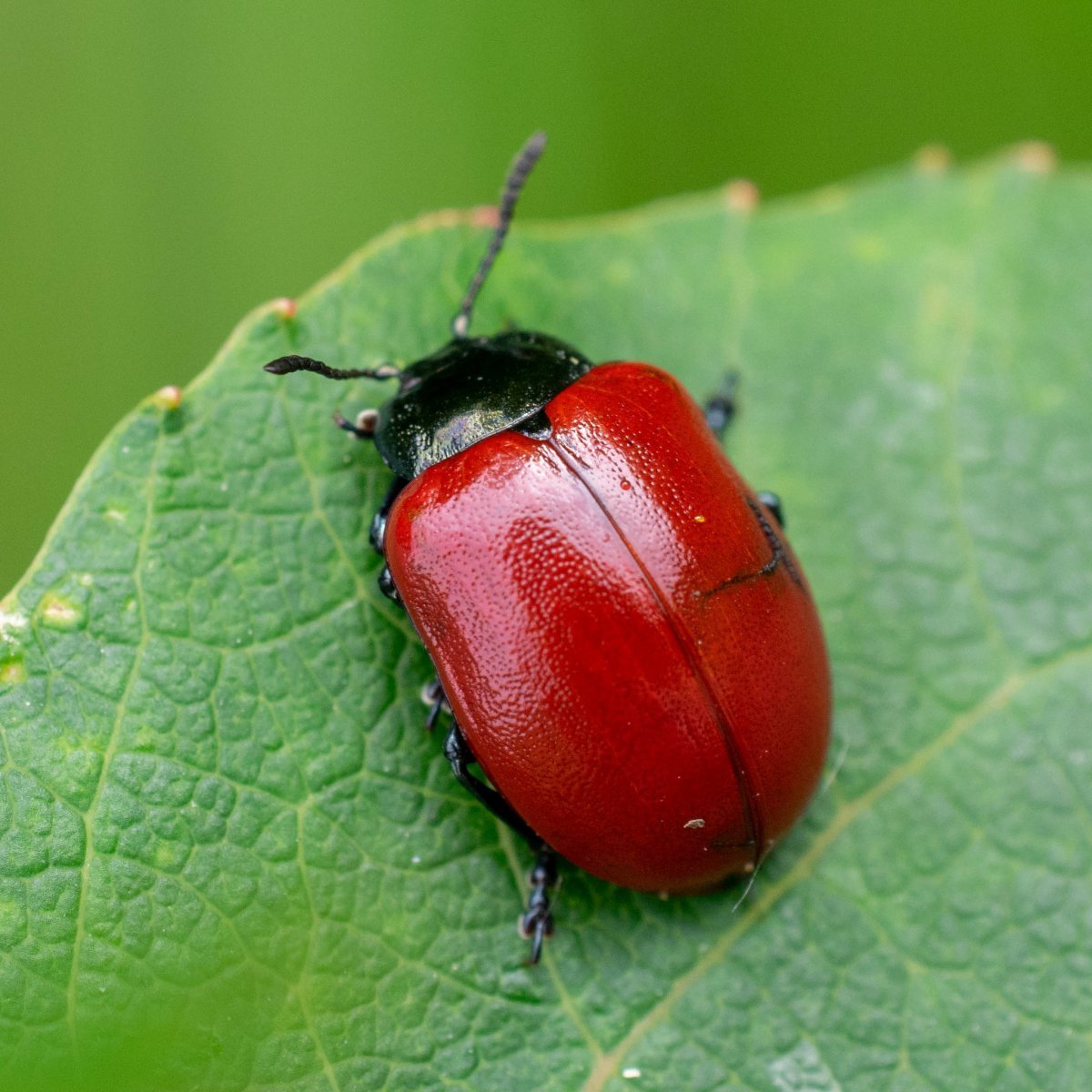 Красный Жук Листоед