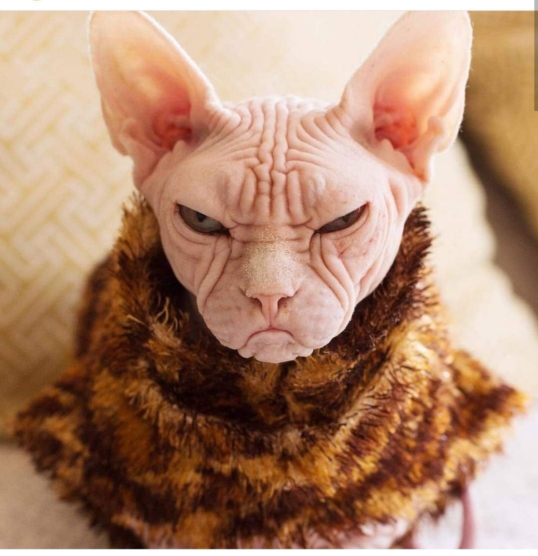 Кошка и змея