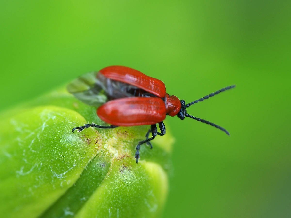 Жук пискунчик